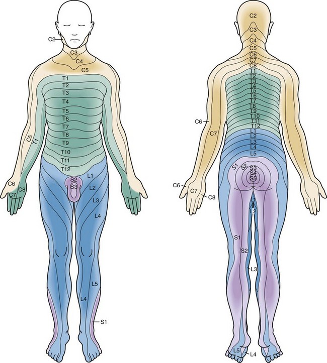 Spinal Injuries | Anesthesia Key