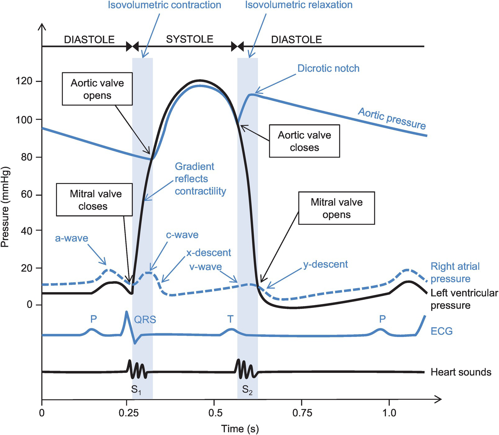 Chapter Cardiac Cycle Anesthesia Key