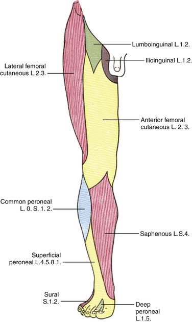 compartments of leg and innervations