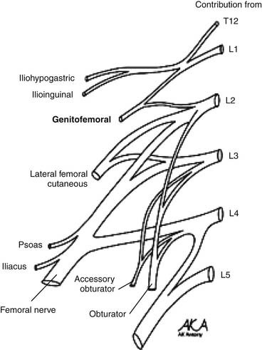 Ilioinguinal and Iliohypogastric Neural Blockade | Anesthesia Key