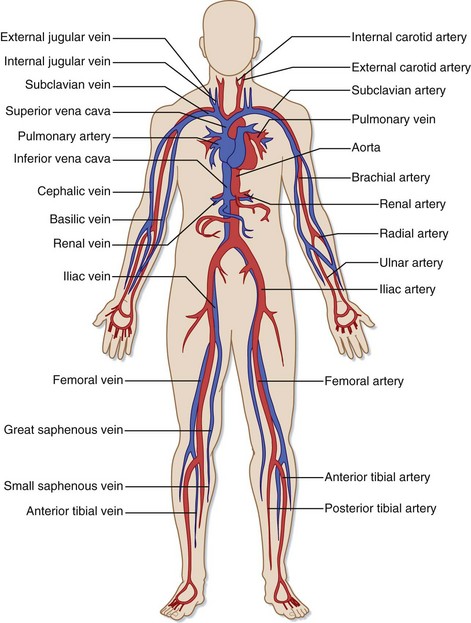 Shock | Anesthesia Key