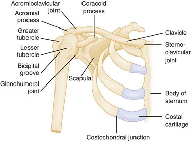 shoulder girdle joints
