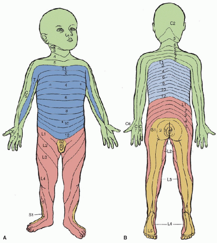 Head And Spinal Cord Trauma | Anesthesia Key