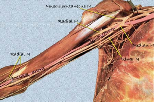 Anatomy of the Brachial Plexus | Anesthesia Key