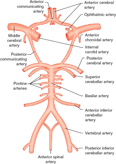 posterior spinal artery circle of willis