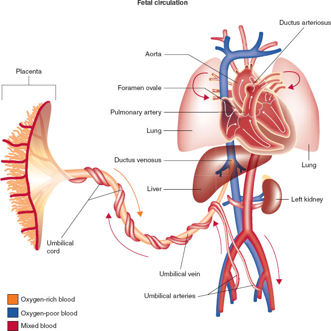 neonatal circulation