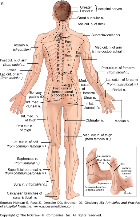 The Neurologic Examination | Anesthesia Key