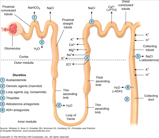 Disorders of Sodium and Water Balance | Anesthesia Key