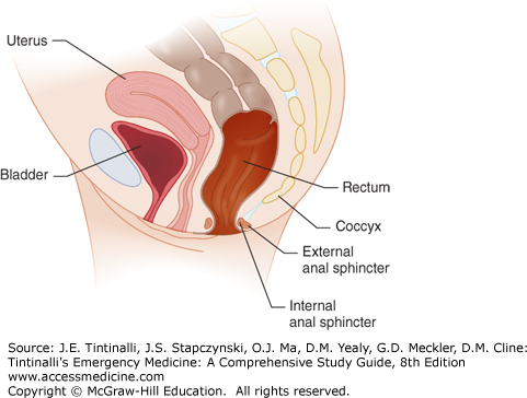 Perineal hernia - Wikipedia