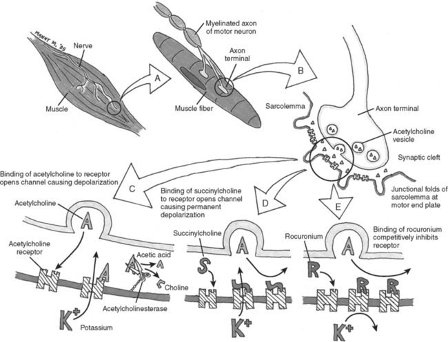 ANESTHESIA IN THE SURGICAL INTENSIVE CARE UNIT—BEYOND THE AIRWAY ...