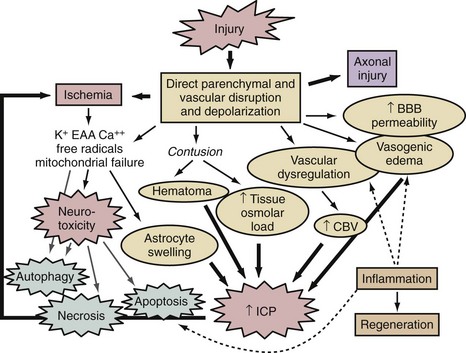 Programmed axon death: a druggable mechanism in motor neuron