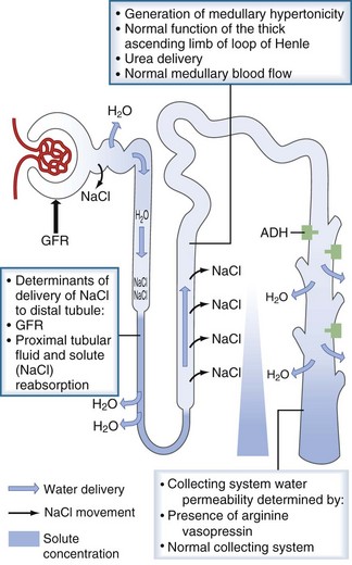nephron and concentrations of interstital fluid image