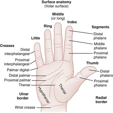 Hand | Anesthesia Key