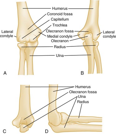 distal humerus anatomy luxația articulației cotului cum să tratezi