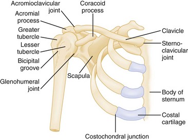 coracoid process palpation