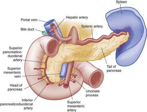 superior mesenteric artery pancreas
