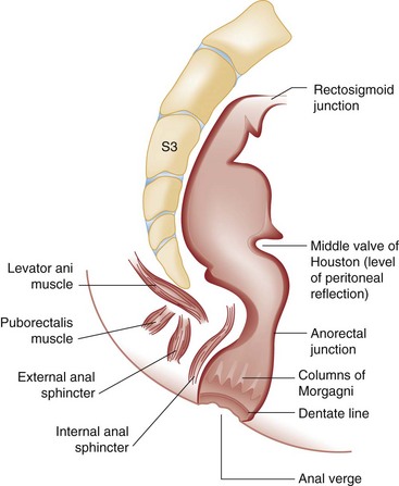 Surgical anatomy anal canal | PPT