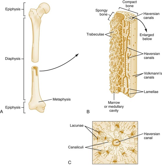 Fruit: Microscopic Structure Of Long Bone