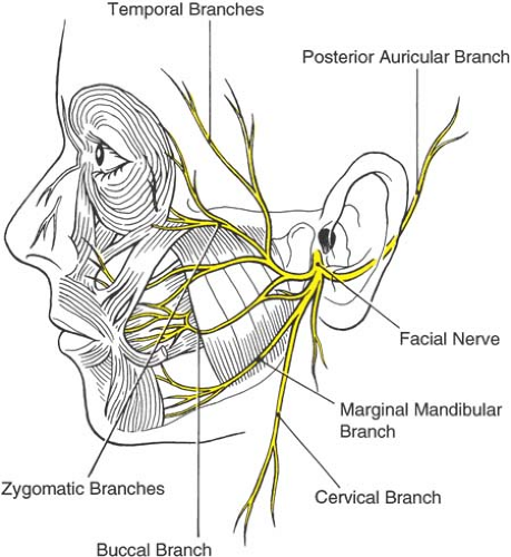 Neural Blockade of the Eye | Anesthesia Key