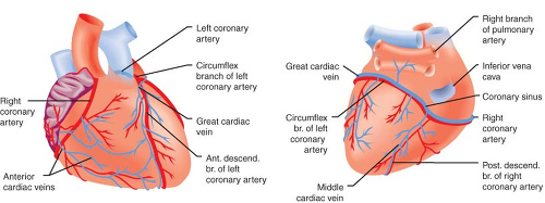 Cardiac Anatomy And Physiology Anesthesia Key