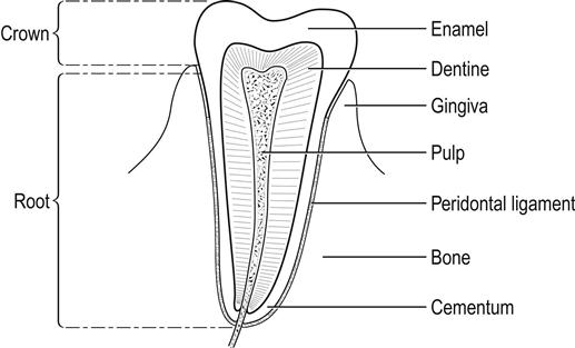 17. Dental Emergencies | Anesthesia Key