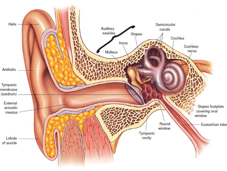 Middle Ear Infection Chart