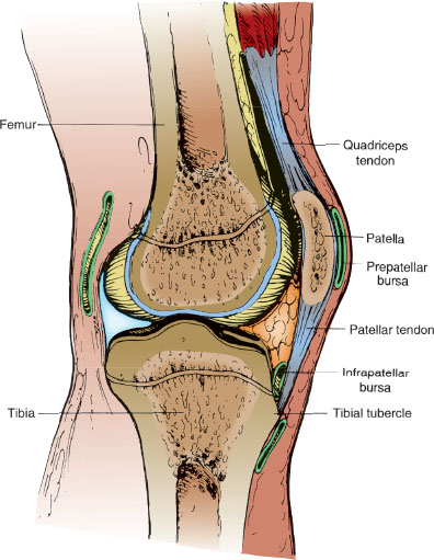 Anatomical Knee Joint Key Ring Keychain Femur Tibia 