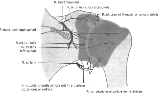 A322505_1_En_4_Fig1_HTML.jpg