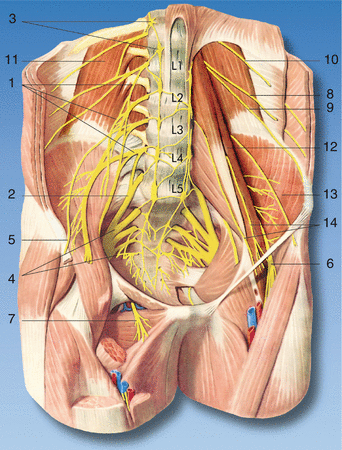 sacral plexus model