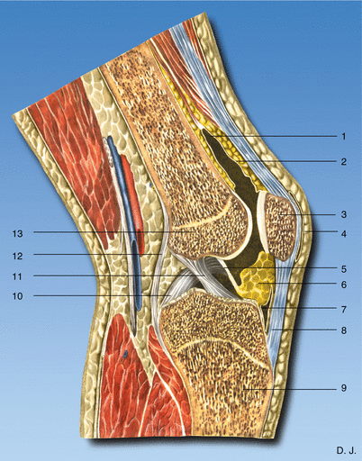 Knee Joint: Intra-articular Injection | Anesthesia Key