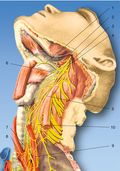 Airway | Anesthesia Key