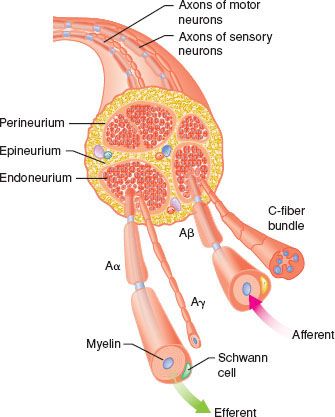 anesthetic agents nerve fibers