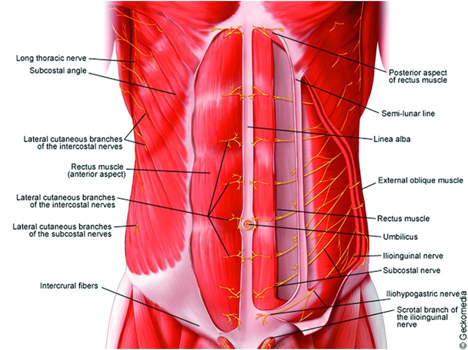 Anatomy of the neuraxis, thoracic and abdominal walls, upper and lower limbs | Anesthesia Key