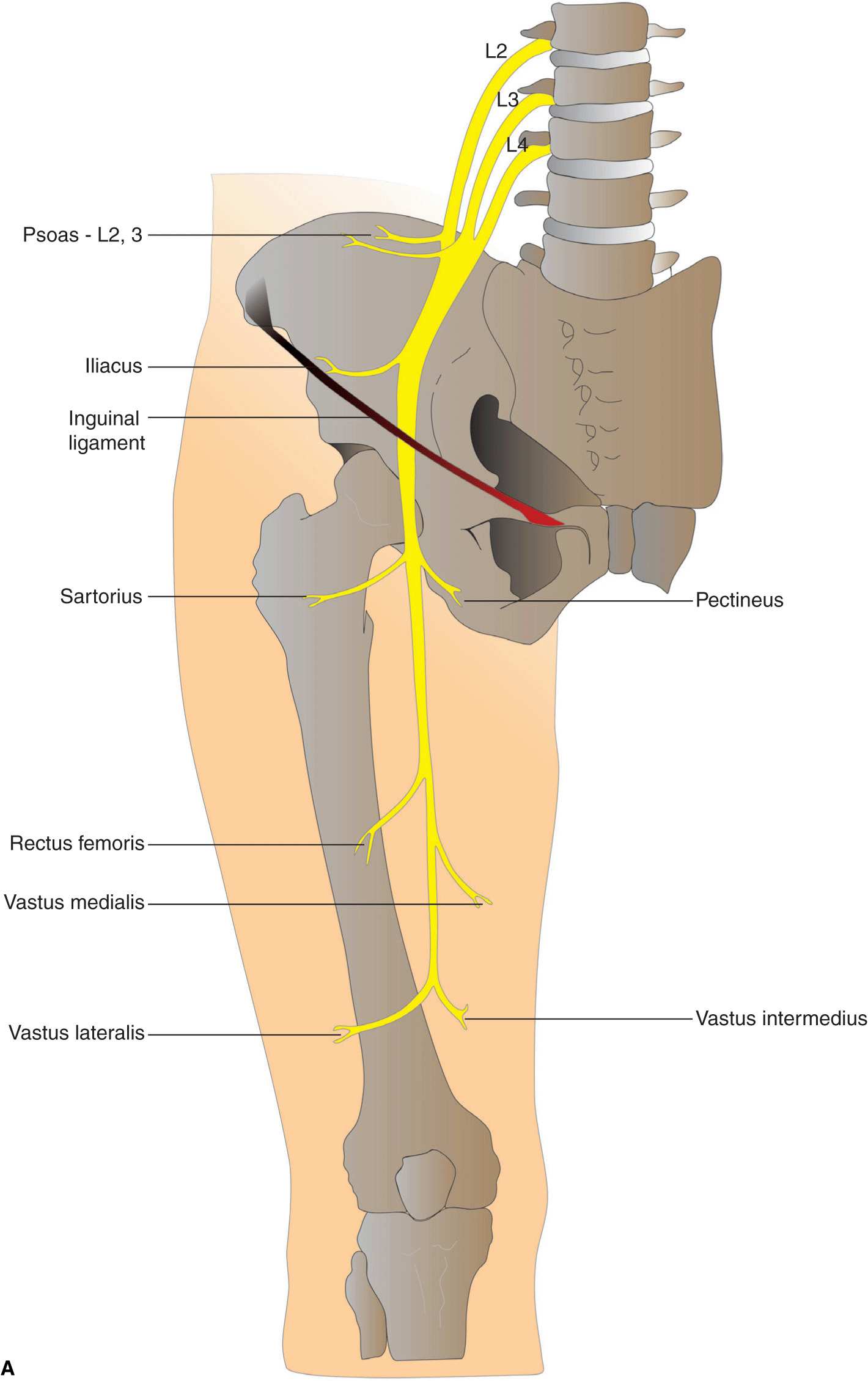femoral nerve anatomy