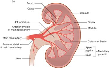 bladder base anatomy
