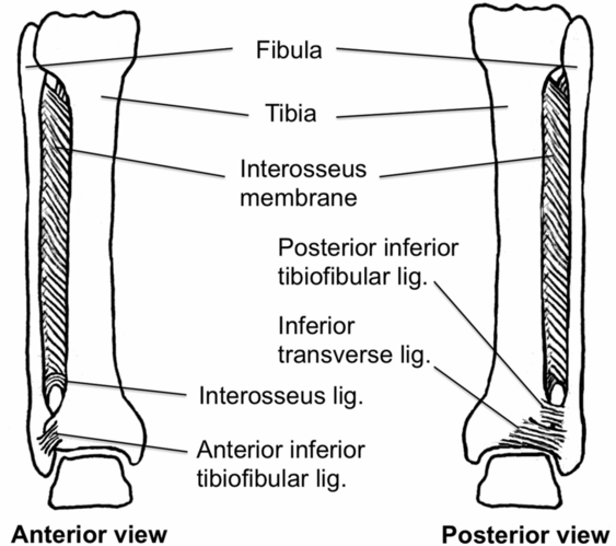 Lower Leg and Ankle | Anesthesia Key