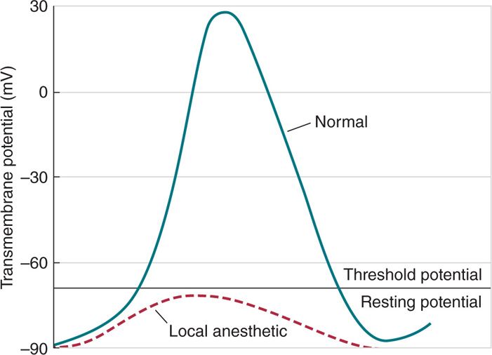 Local Anesthetics Anesthesia Key