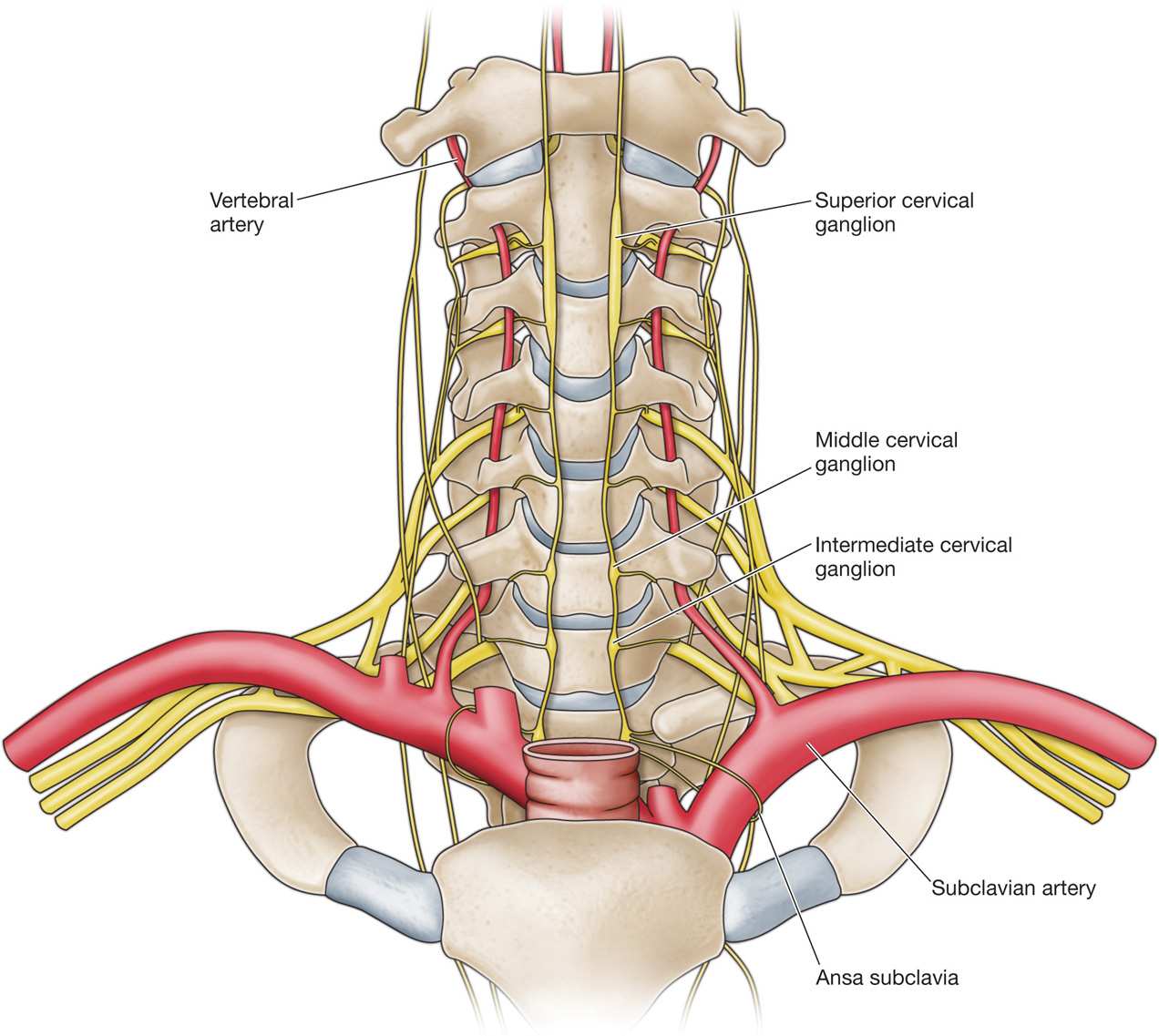 middle cervical ganglion