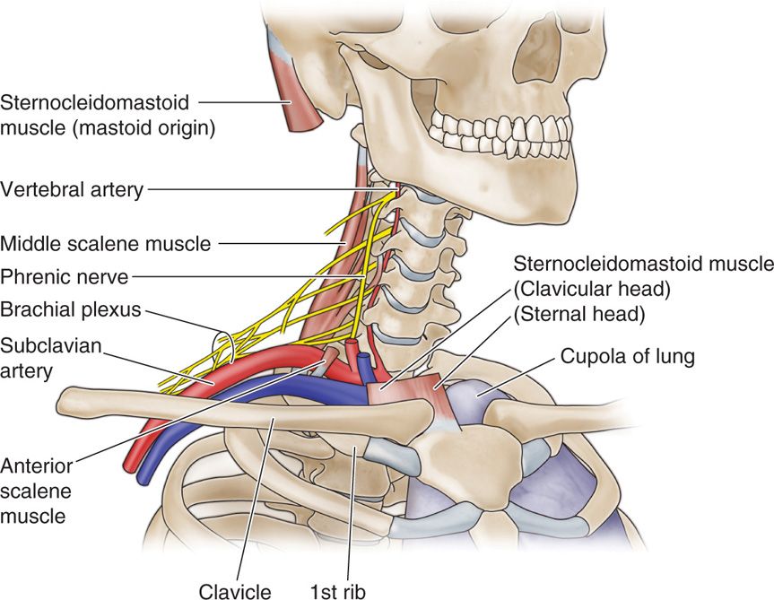 supraclavicular-and-infraclavicular-nerve-blocks-anesthesia-key