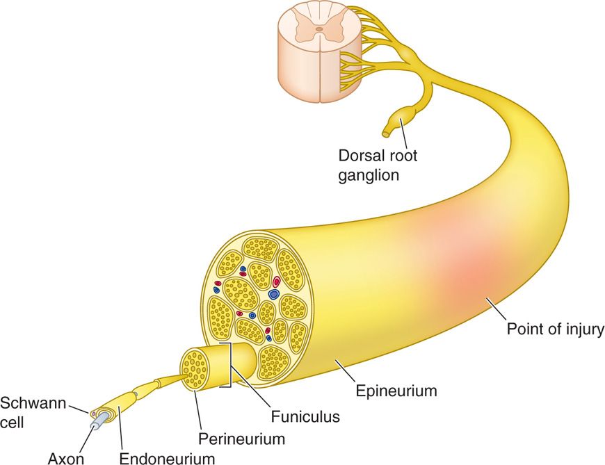 Peripheral Nerve Structure