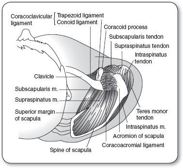 Cumulative Trauma Disorder | Anesthesia Key