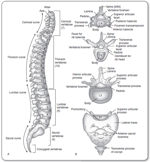 Low Back Pain | Anesthesia Key