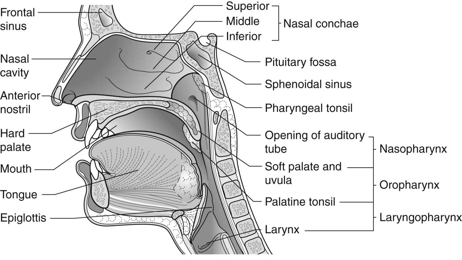 Nasal patch перевод. Larynx Anatomy.