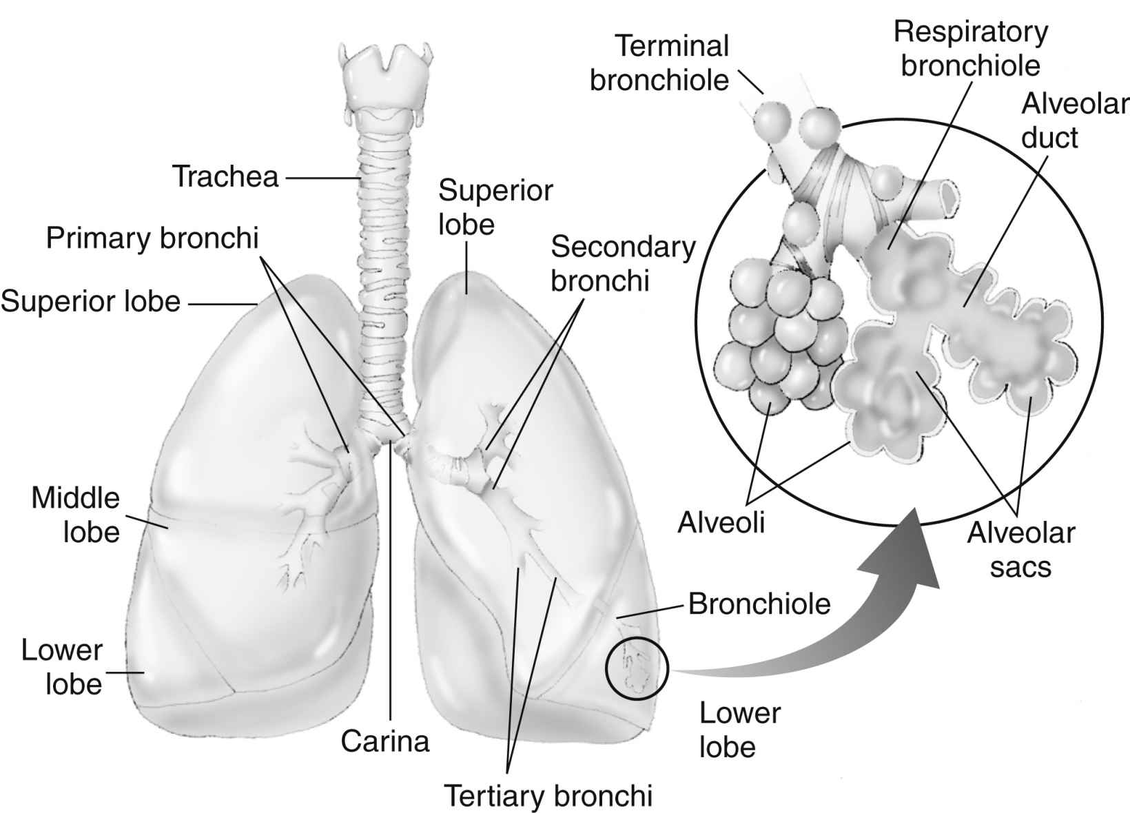 Бронхи на латыни. Бронхи. Дыхательная система бронхи анатомия человека. Бронхит структура. Красивые бронхи.