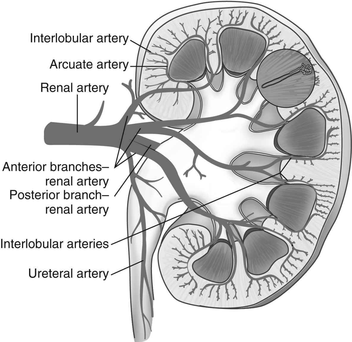 The Renal System Anesthesia Key The Renal System Anesthesia Key