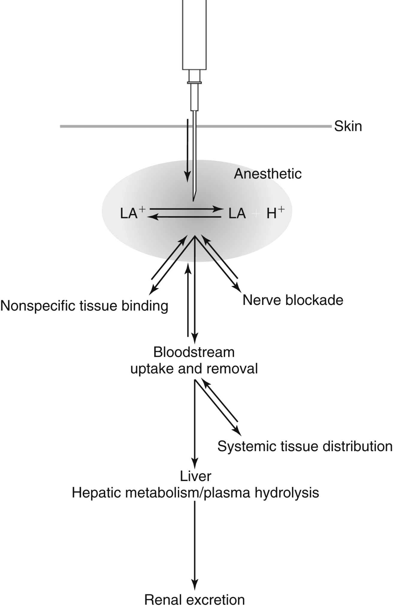 anesthetic agents nerve fibers