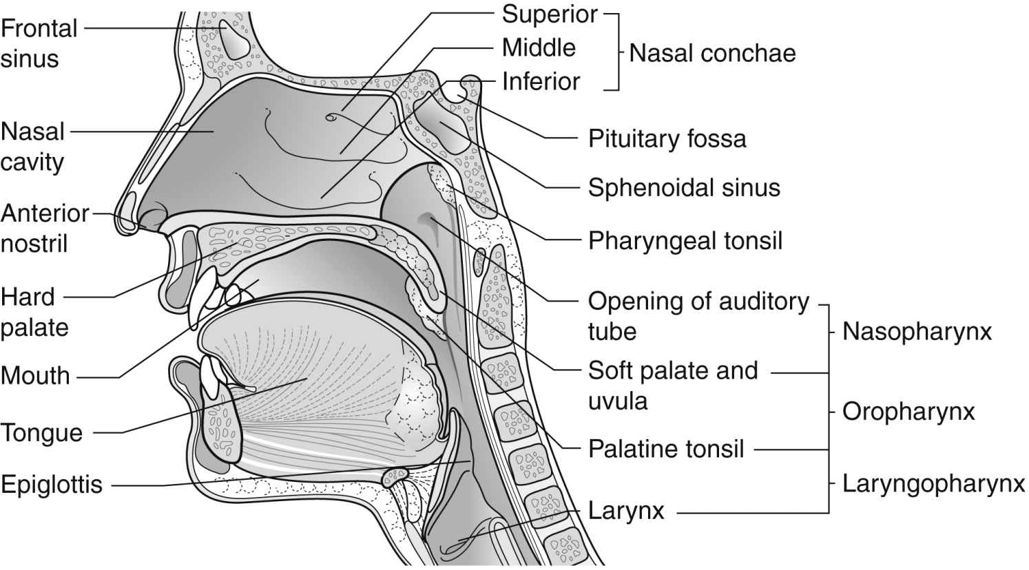 sinus-ears-nose-and-throat-anatomy