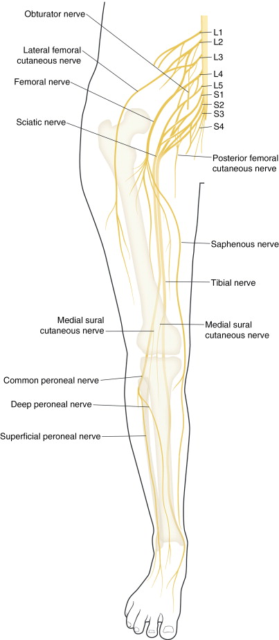 Lower Extremity Anesthesia Anesthesia Key