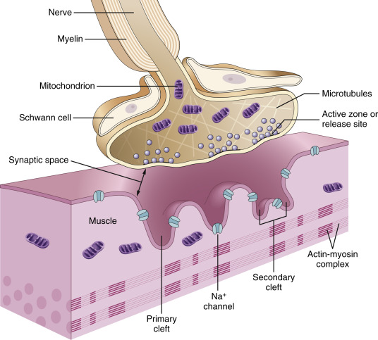 Neuromuscular Blocking Drugs | Anesthesia Key