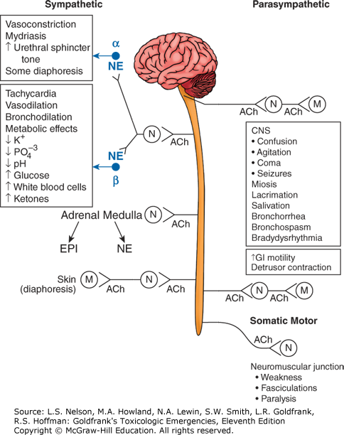 Neurotransmitters And Neuromodulators | Anesthesia Key